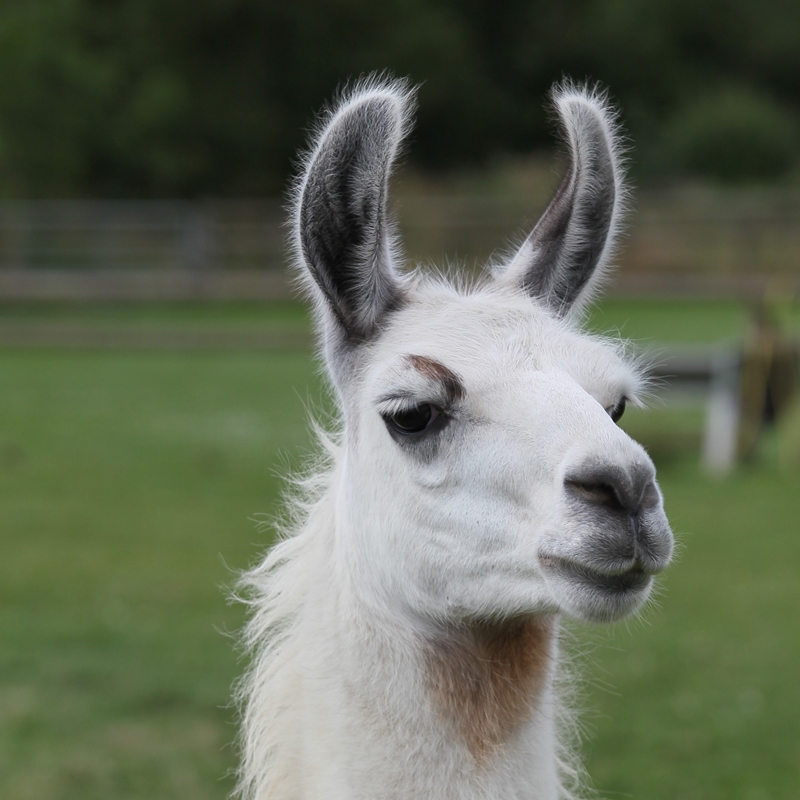 Simply Alpaca | An Unforgettable Experience | Alpacas For Sale